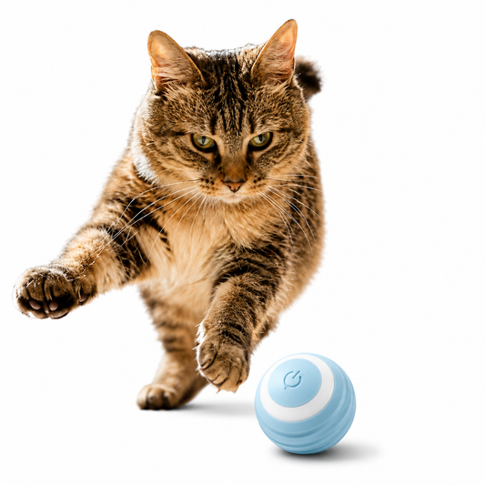Interactive Self-Moving Cat Ball